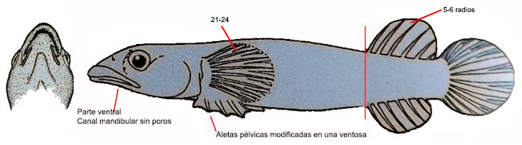 Apletodon dentatus_001.jpg